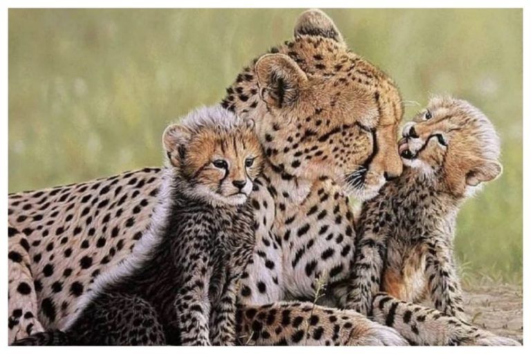 Happy News: Cheetah Babies Might Be On The Way At Kuno National Park